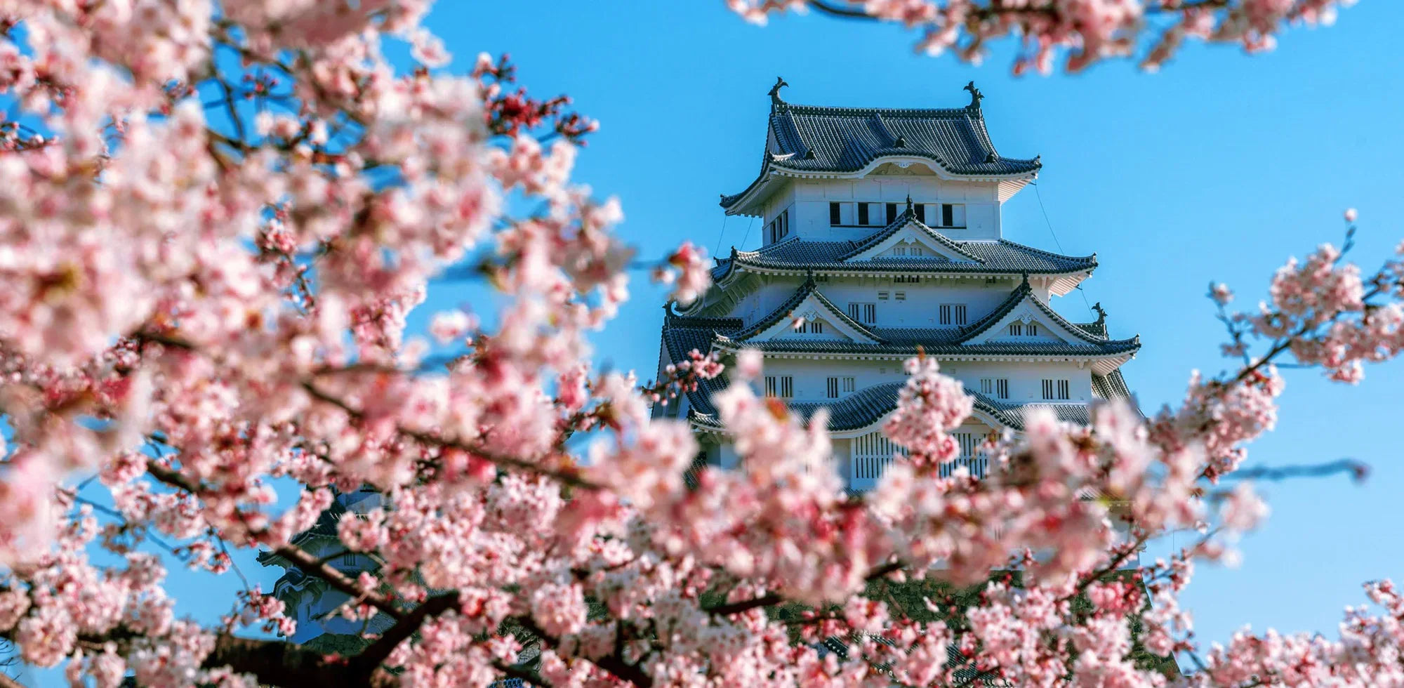 2026日本桜見攻略+キャンプ実践ガイド